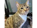Adopt Twix (& Milky Way) bonded a Brown Tabby Domestic Shorthair / Mixed (short