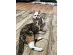 Adopt Luna a Spotted Tabby/Leopard Spotted Calico / Mixed (short coat) cat in