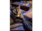 Adopt Hazel a Tortoiseshell Domestic Shorthair / Mixed (short coat) cat in