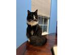 Adopt Oreo a Black & White or Tuxedo Domestic Longhair (long coat) cat in