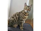Adopt Kip a Spotted Tabby/Leopard Spotted Bengal / Mixed (short coat) cat in