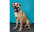Adopt Sawyer a Tan/Yellow/Fawn Labrador Retriever / Mixed dog in Atlanta