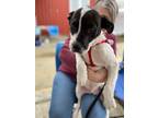 Adopt Fleming a White - with Black Labrador Retriever / Pit Bull Terrier / Mixed