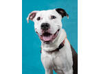 Adopt Chris a White American Staffordshire Terrier / Mixed dog in Atlanta