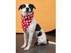 Adopt Lisa-ADOPTED a White Mixed Breed (Medium) / Mixed dog in Atlanta