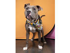 Adopt Terry Crews a Gray/Blue/Silver/Salt & Pepper American Pit Bull Terrier /