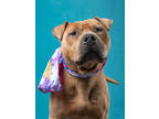 Adopt Mars a Tan/Yellow/Fawn American Pit Bull Terrier / Mixed Breed (Medium) /