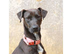 Adopt Minestrone a Black Plott Hound / Mixed dog in Lihue, HI (41173003)