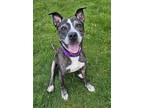 Adopt Britney (Auggie) a Brindle Mixed Breed (Small) / Mixed Breed (Medium) /