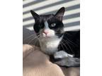 Adopt Tuxx a Black & White or Tuxedo American Shorthair / Mixed (short coat) cat