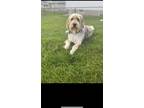 Adopt Fitzgerald a Tricolor (Tan/Brown & Black & White) German Wirehaired