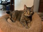 Adopt Sophie a Brown Tabby Tabby / Mixed (short coat) cat in Westminster