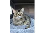 Adopt Mochi a Brown Tabby American Bobtail / Mixed (short coat) cat in Bastrop