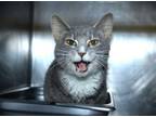 Adopt Belle a Gray, Blue or Silver Tabby Domestic Mediumhair cat in Johnstown
