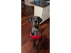 Adopt Bailey a Merle Great Dane / Mixed dog in Canton, OH (41285435)