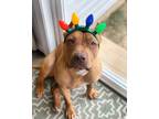 Adopt Thor a Red/Golden/Orange/Chestnut - with White American Staffordshire