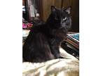 Adopt Kimba and Kyle a All Black American Shorthair / Mixed (long coat) cat in