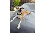Adopt Doug a Tan/Yellow/Fawn - with White American Pit Bull Terrier / Australian