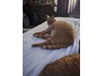 Adopt King and Kong a Orange or Red Tabby Tabby / Mixed (short coat) cat in