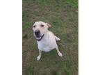 Adopt Conor a Tan/Yellow/Fawn - with White Labrador Retriever / Mixed dog in