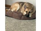 Adopt Sadie a Brindle German Shepherd Dog / Mixed dog in Orchard Park