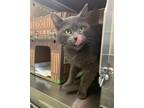Adopt Candy (petsmart) a Domestic Shorthair / Mixed cat in Cornwall