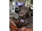 Adopt Maggie a Brown/Chocolate Miniature Pinscher / Mixed dog in Oak Ridge