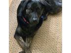 Adopt Serena a Black Labrador Retriever / Dutch Shepherd dog in aurora