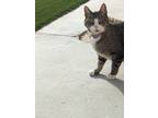 Adopt Simba a Black & White or Tuxedo Tabby / Mixed (short coat) cat in El Paso
