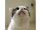 Adopt Toni a White Domestic Shorthair / Domestic Shorthair / Mixed cat in