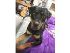 Adopt Annie a Black Rottweiler / Mixed dog in Santee, CA (41285403)