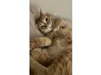 Adopt Mochi a Orange or Red Tabby / Mixed (short coat) cat in Toledo