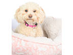 Adopt Carmie a White Poodle (Miniature) / Mixed dog in Tinley Park