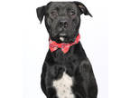 Adopt Jack a Black Labrador Retriever / Mixed dog in Tinley Park, IL (41273183)