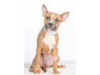 Adopt Cheerios a Tan/Yellow/Fawn American Pit Bull Terrier / Mixed dog in Tinley
