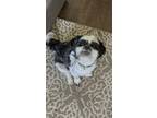 Adopt Benny a Brindle - with White Shih Tzu / Mixed dog in Cleburne