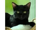 Adopt Wednesday a All Black Domestic Shorthair (short coat) cat in Irvine