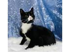 Adopt John a Black & White or Tuxedo Domestic Shorthair / Mixed (short coat) cat
