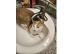 Adopt Lockhart a Orange or Red Tabby Domestic Shorthair / Mixed (short coat) cat