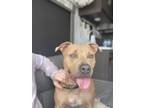 Adopt Karma a Tan/Yellow/Fawn Staffordshire Bull Terrier / Mixed dog in
