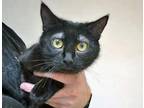 Adopt Scarlett* a All Black Domestic Shorthair cat in Wildomar, CA (41285216)