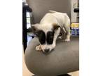 Adopt Buzz a White American Pit Bull Terrier / Shepherd (Unknown Type) / Mixed