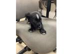 Adopt Vanellope a Black American Pit Bull Terrier / Shepherd (Unknown Type) /