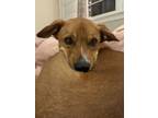 Adopt Tom a Tan/Yellow/Fawn Beagle / Basenji / Mixed dog in Hendersonville