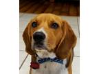 Adopt Buddy a Black - with Tan, Yellow or Fawn Beagle / Mixed dog in Longview