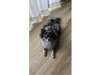 Adopt Milo a Merle Pomeranian / Mixed dog in Lexington, KY (41285253)