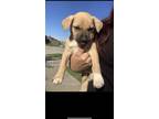 Adopt Chloe a Tan/Yellow/Fawn - with White American Pit Bull Terrier / Labrador