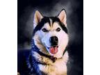 Adopt Storm a Black - with White Husky / Mixed dog in Casa Grande, AZ (41037697)