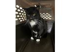 Adopt Acorn a Black (Mostly) Domestic Shorthair / Mixed (short coat) cat in