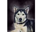 Adopt Nova a Black - with White Husky / Mixed dog in Casa Grande, AZ (41038151)